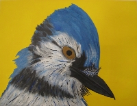 Portrait Of A Blue Jay